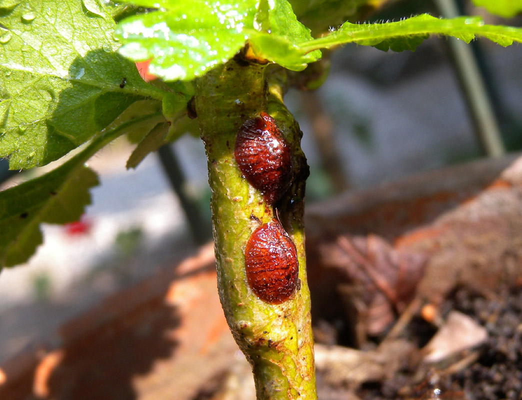 cocciniglie?